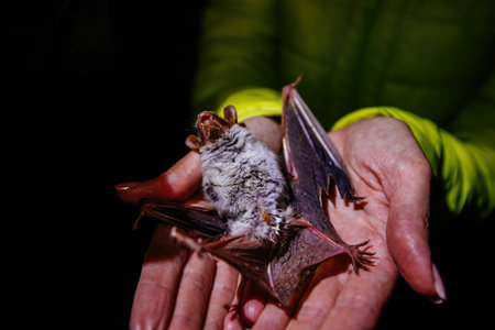 The bat on a female handの写真素材