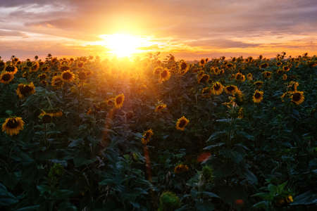 Evening sunset In the sunflower fieldの写真素材