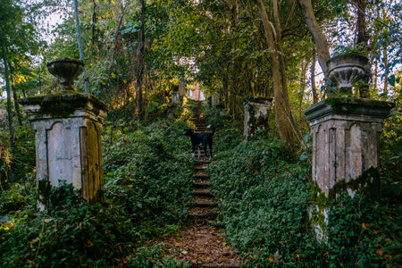 Black dog in old overgrown stairs in abandoned park.の写真素材