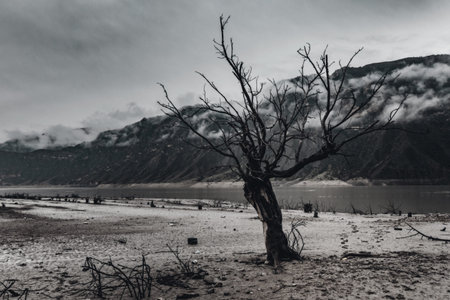 Dead alone bare tree on wastelands.