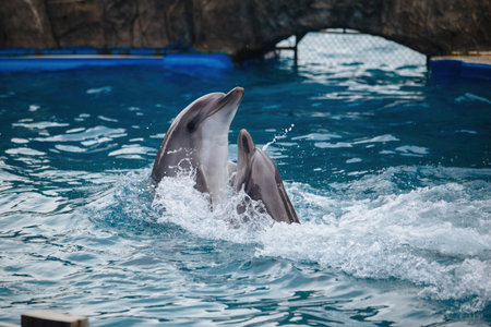 Couple of dolphins dancing in blue water.の写真素材