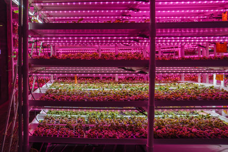 Modern greenhouse interior with artificial LED light.