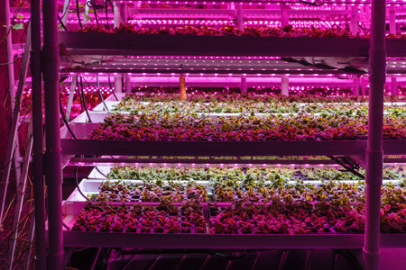 Modern greenhouse interior with artificial LED light.の写真素材
