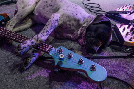 Dog with electric rock guitar.