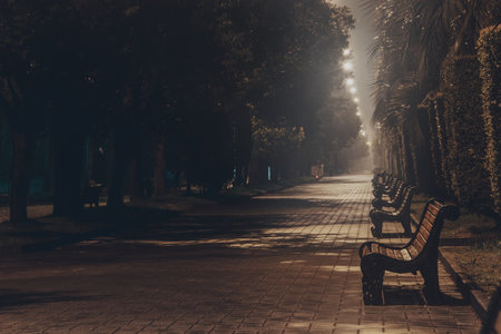 Summer city park at night in fog.の写真素材