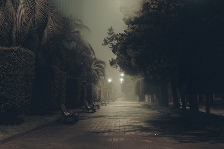 Summer city park at night in fog, selective focus.の写真素材