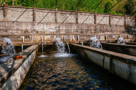 Breeding of trout in pools in fish farm.の写真素材