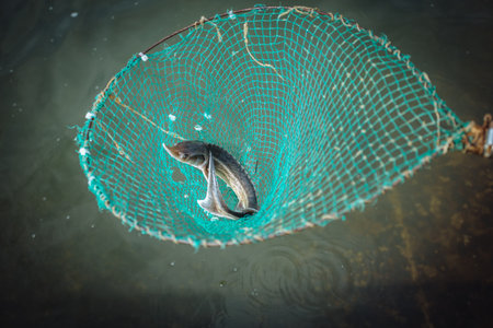 Sturgeon fish in the net in sturgeon farm.の写真素材