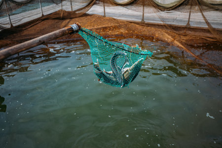 Sturgeon fish in the net in sturgeon farm.の写真素材