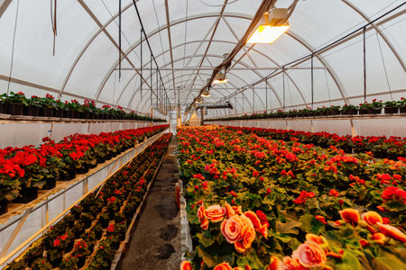 Blooming begonia grown in modern greenhouse with sodium lamps, selective focus.の写真素材
