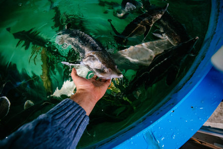 Feeding sturgeon fish with one hand in fish farm.の写真素材
