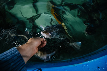 Feeding sturgeon fish with one hand in fish farm.の写真素材