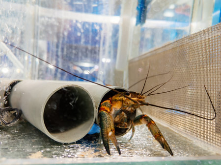 Growing of crayfish. Australian blue crayfish - cherax quadricarinatus in aquarium.