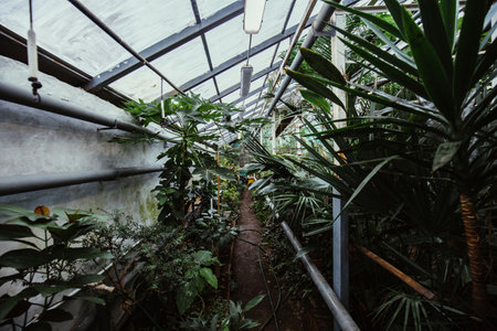 Greenhouse with tropical plants. Scientific botanical garden.の写真素材