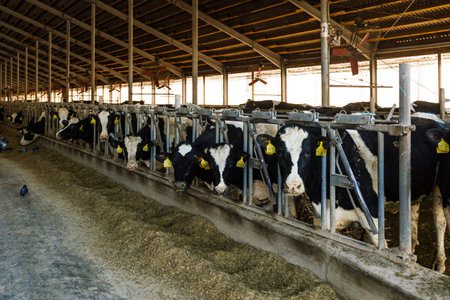 Diary cows in modern free livestock stall.