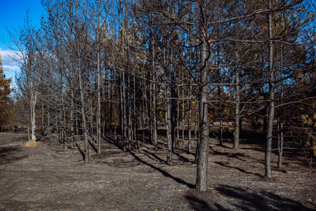 Burnt pine forest. Consequences of fire.