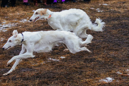 Running greyhounds on dog competition.