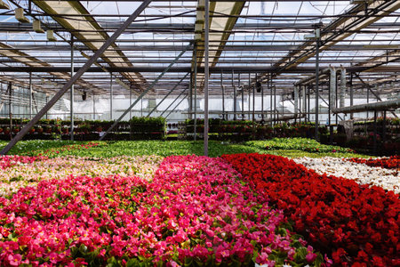 Growing multicolored begonia flower seedlings in modern hydroponic greenhouse.の写真素材