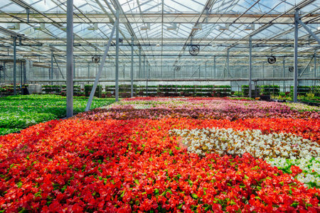 Growing multicolored begonia flower seedlings in modern hydroponic greenhouse.の写真素材