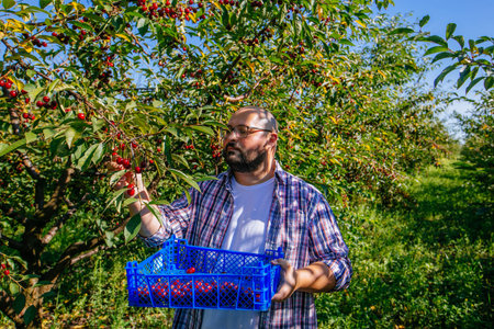 Farmer picks a crop of cherry in the garden in sunny day. Concept of gardening, farming and healthy...