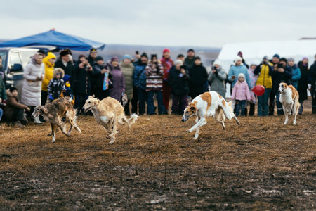 Running greyhounds on dog competition.の写真素材