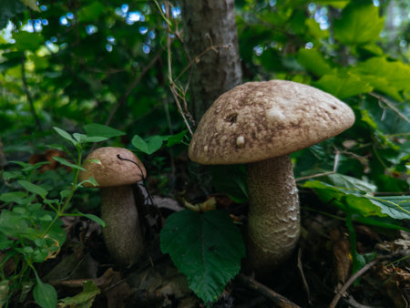 Mushroom birch bolete, close upの写真素材