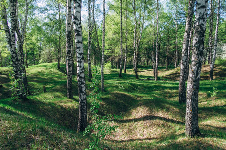 Birch forest in summer dayの写真素材
