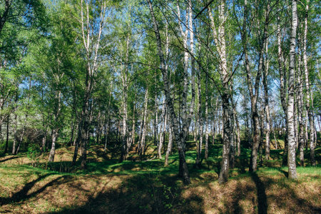 Birch forest in summer dayの写真素材
