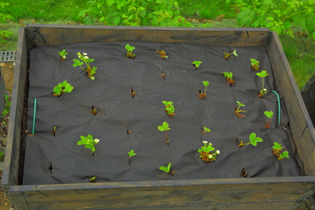 Strawberry plugs planting on special material in the pallet collarの写真素材