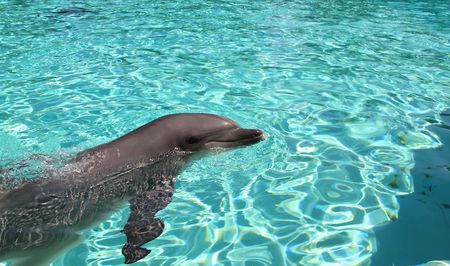 Cute swimming dolphin in turquoise water. Nice background.の写真素材