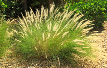 Gorgeous green plant with light crown. Aruba nature. Wonderful background.の写真素材