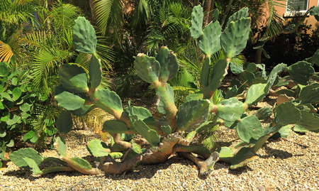 Wonderful green plants. Nature landscape of Aruba Island. Nice green backgroundの写真素材