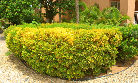 Nice plant decorated with small stones around. Green and yellow colors in nice combination. Aruba Island nature. Beautiful background.の写真素材