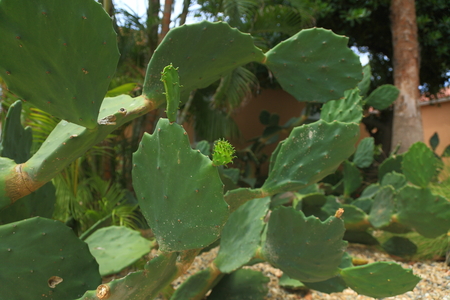 Wonderful green plants. Nature landscape of Aruba Island. Nice green backgroundの写真素材
