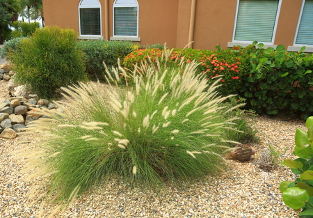 Beautiful green plant with light crown. Aruba nature. Wonderful background.の写真素材