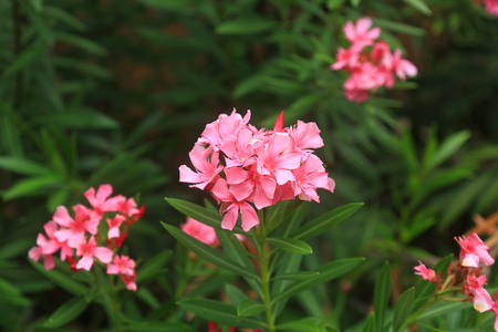 Lovely blooming pink flower on green leaves background. Aruba nature. Amazing backgroundの写真素材