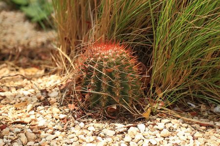Cactus plant surrounded of stones. Amazing nature of Aruba island. Nice background.の写真素材