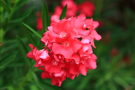 Lovely blooming pink flower on green leaves background.Aruba nature. Amazing backgroundの写真素材