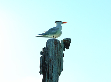 Cute gull sitting on a log. Light blue sky background. Caribbean. Aruba. Amazing nature background.の写真素材