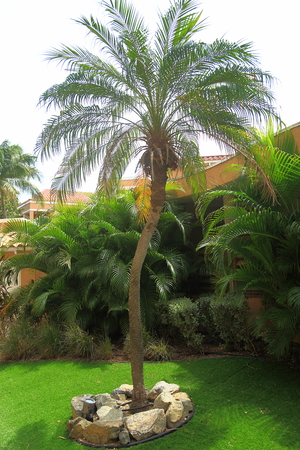 Wonderful green palm tree on background. Nice background.の写真素材
