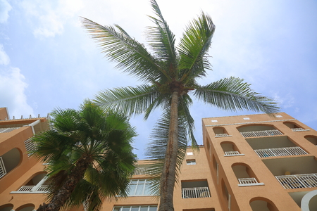 Beautiful view of a green palm trees and pink building on a blue sky background. Aruba island. Beautiful background.の写真素材