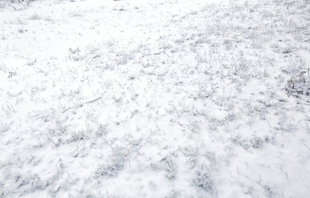 Frosty texture. Winter background.の写真素材