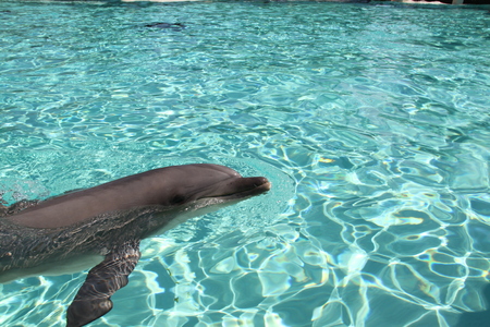 Cute swimming dolphin in turquoise water. Nice background.の写真素材