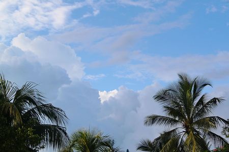 Gorgeous palm trees crown on blue sky and white clouds background. Bahamas Beautiful background.の写真素材