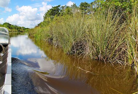 Beautiful view of safari during airboat tour. Safari park. Airboat rides. Miami. Florida.の写真素材