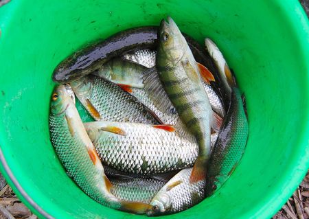 View of fresh fish in a green bowl isolated. Beautiful nature background.の写真素材