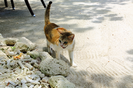 Small three colors homeless cat isolated on white sand backgroundの写真素材