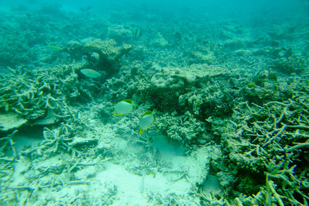 Beautiful view of dead coral reefs. Underwater world. Maldives, Indian Ocean, Beautiful nature background.の写真素材