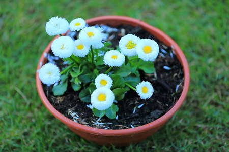 Closeup view of beautiful blooming plant with white flowers on green grass background. Beautiful nature background.の写真素材
