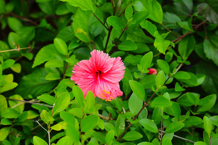 Gorgeous pink flower isolated on green leaves background. Colorful nature background.の写真素材